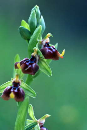 Ophrys oxyrrhynchos