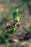 Ophrys oxyrrhynchos