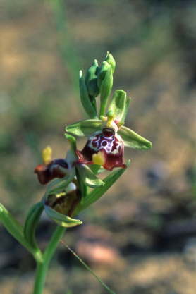 Ophrys oxyrrhynchos