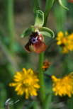 Ophrys oxyrrhynchos