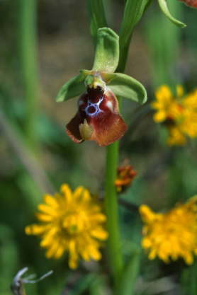 Ophrys oxyrrhynchos