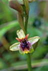Ophrys panatensis