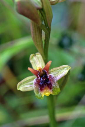 Ophrys panatensis