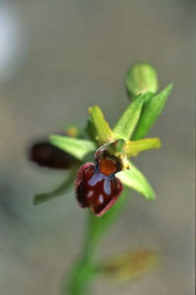 Ophrys panormitana