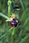 Ophrys panormitana