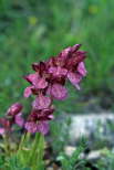 Orchis papilionacea