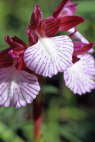 Orchis papilionacea