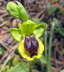 Ophrys phryganae