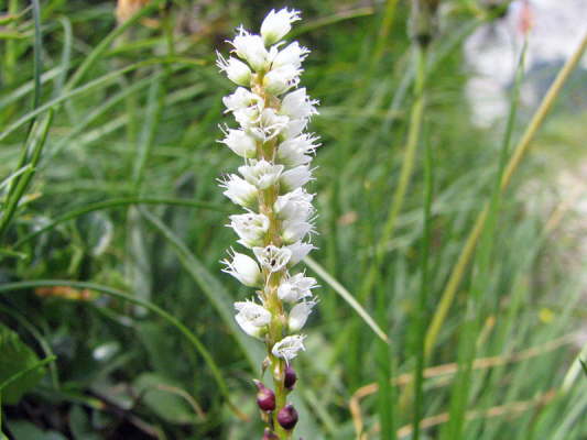 Kn�llchen-Kn�terich