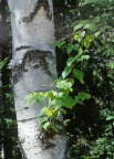 Bigtooth Aspen