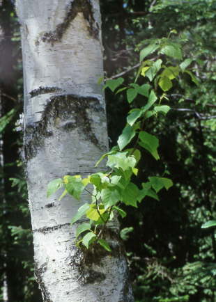 Bigtooth Aspen
