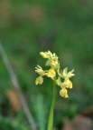 Orchis provincialis