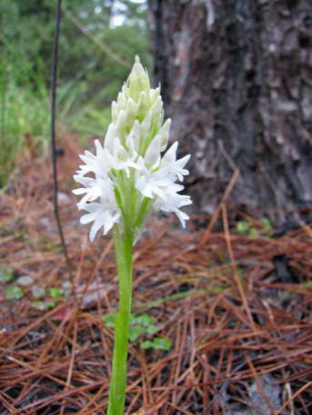 Anacamptis pyramidalis