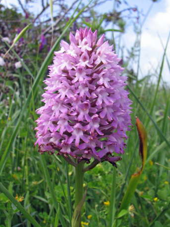 Anacamptis pyramidalis