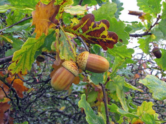 Stieleiche