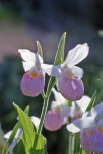 Showy Lady Slipper