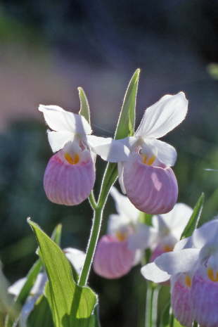 Showy Lady Slipper