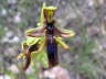 Ophrys regis-ferdinandii