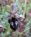 Ophrys reinholdii