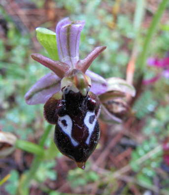 Ophrys reinholdii
