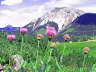 Alpen-Bergscharte