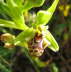 Ophrys rhodia