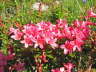 Bewimperte Alpenrose