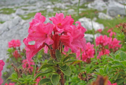 Bewimperte Alpenrose