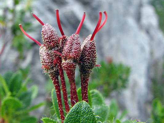 Bewimperte Alpenrose
