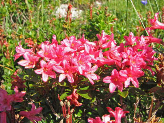 Bewimperte Alpenrose