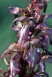 Barlia robertiana