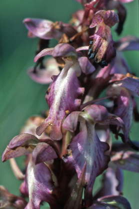 Barlia robertiana