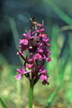 Orchis romana
