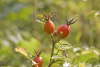 Wildrose