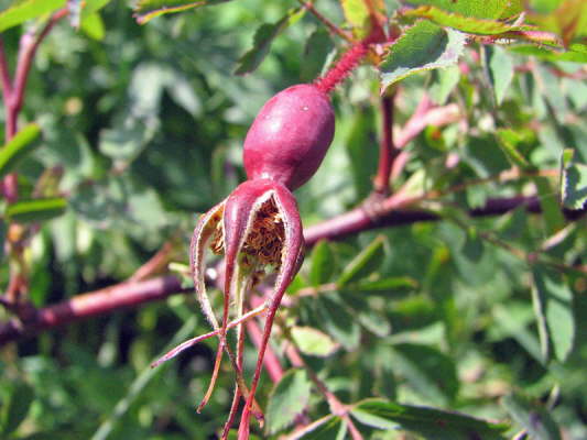 Alpen-Heckenrose