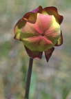 Pitcher Plant