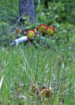 Pitcher Plant