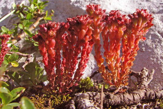 Schwrzlicher Mauerpfeffer