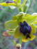 Ophrys sicula