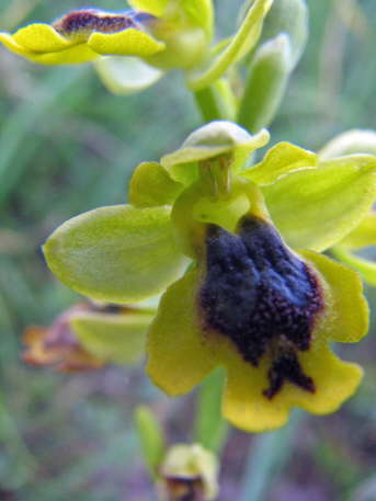 Ophrys sicula