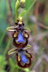 Ophrys speculum