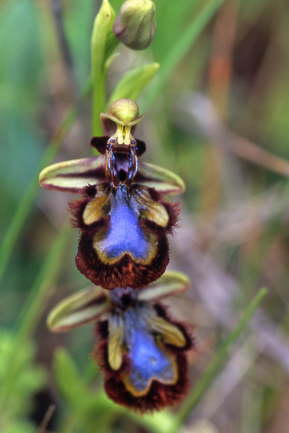 Ophrys speculum