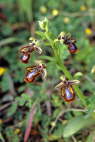 Ophrys speculum