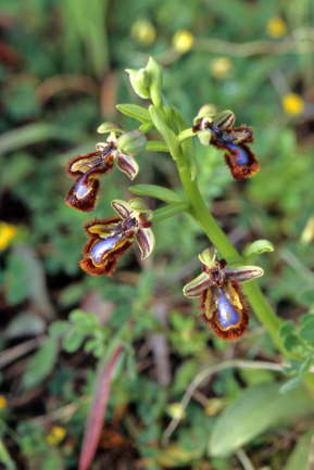 Ophrys speculum