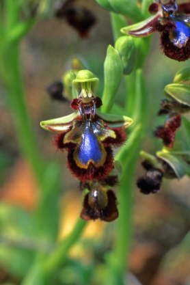 Ophrys speculum