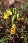 Ophrys speculum