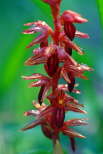 Hooded Coralroot