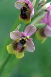 Ophrys thenthredinifera