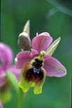 Ophrys tenthredinifera