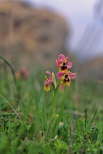 Ophrys tenthredinifera